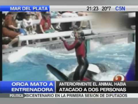 Orca en Loro Parque: Accidente fatal acaba con la vida del entrenador