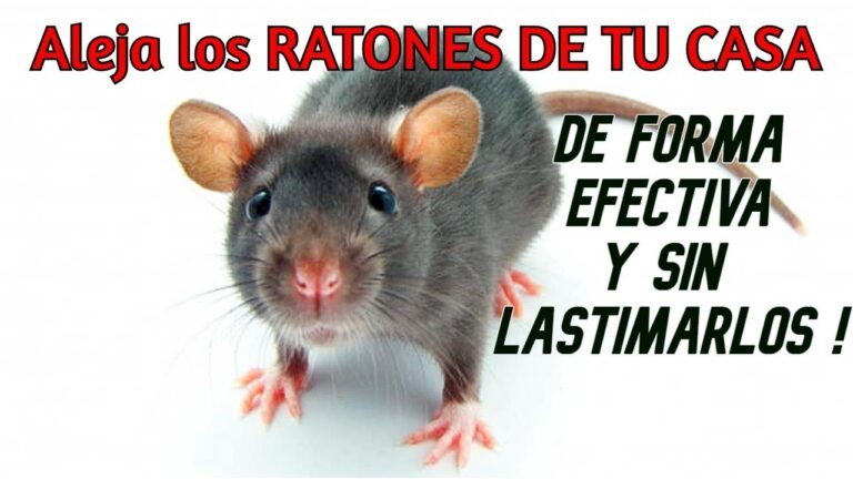 A prueba de roedores: Cómo evitar que los ratones entren a tu casa
