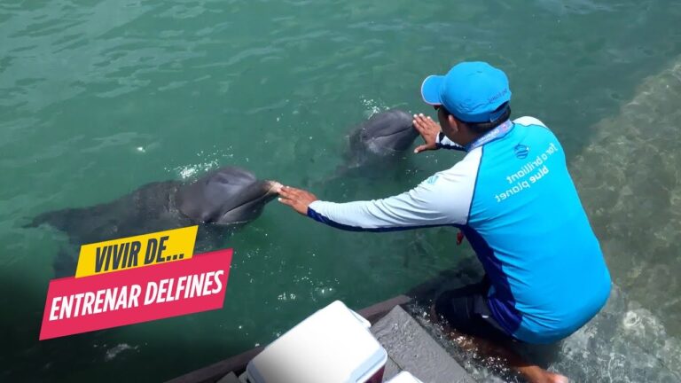 Descubre el sorprendente entrenamiento de los delfines en cautiverio