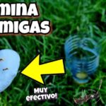 Ayuda: ¡Evita plagas! Descubre cómo evitar hormigas en casa en sencillos pasos