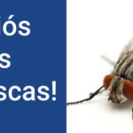 Ayuda: ¡Evita plagas! Descubre cómo evitar hormigas en casa en sencillos pasos