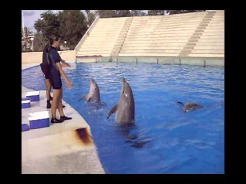 Aprende cómo entrenar a un delfín: consejos prácticos para la comunicación acuática