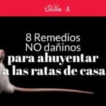 A prueba de roedores: Cómo evitar que los ratones entren a tu casa